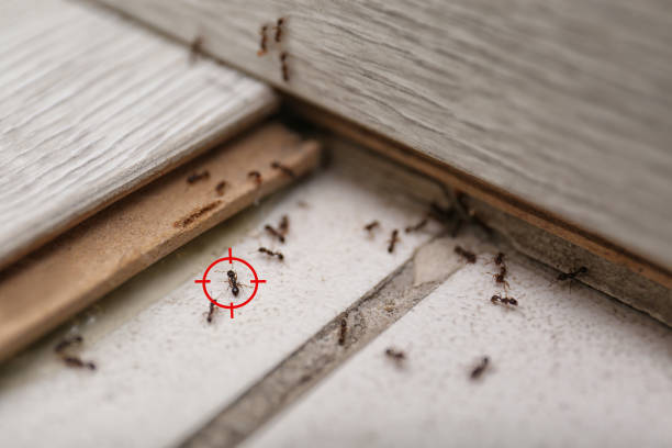 Best Pest Control Near Me in Grand Coulee, WA