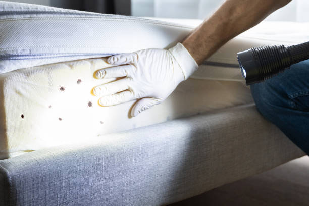 Best Wasp Removal Services  in Grand Coulee, WA