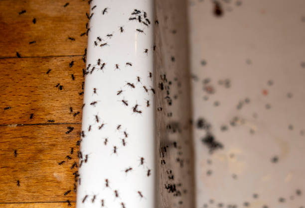 Best Wasp Removal Services  in Grand Coulee, WA